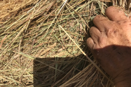 Hay, Feed, Silage, Greenfeed