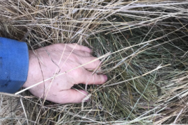 Hay, Feed, Silage, Greenfeed