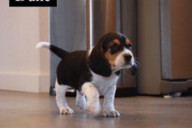 Outstanding Beagle Babies