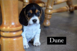 Outstanding Beagle Babies