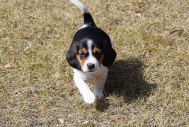 Outstanding Beagle Babies