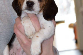 Outstanding Beagle Babies