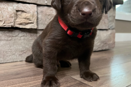 Purebred Chocolate Labrador retriever Puppies