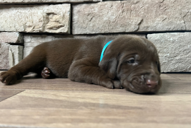 Purebred Chocolate Labrador retriever Puppies