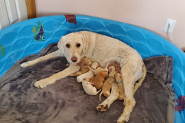 Labradoodle F1B puppies 