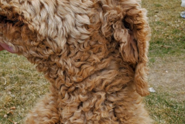 Labradoodle F1B puppies 