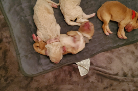 Labradoodle F1B puppies 