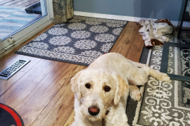 Labradoodle F1B puppies 