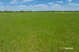 Gibbons Gambit For Sale - AB