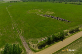 Gibbons Gambit For Sale - AB